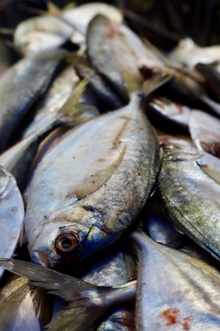 Se despliega el Plan Venezuela Come Pescado (6)